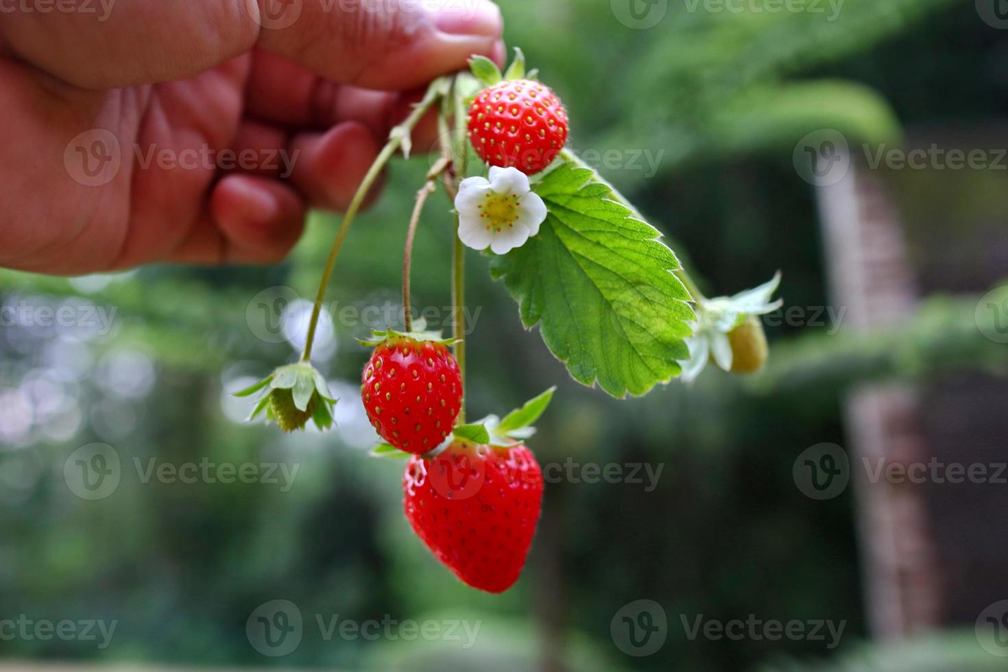 Hand, die eine Erdbeere auf einem Bokeh-Hintergrund hält foto