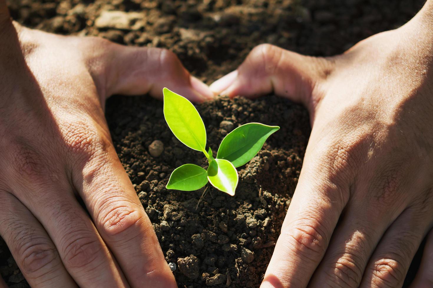 Hand, die jungen Baum zum Pflanzen hält. konzept eco earth day foto