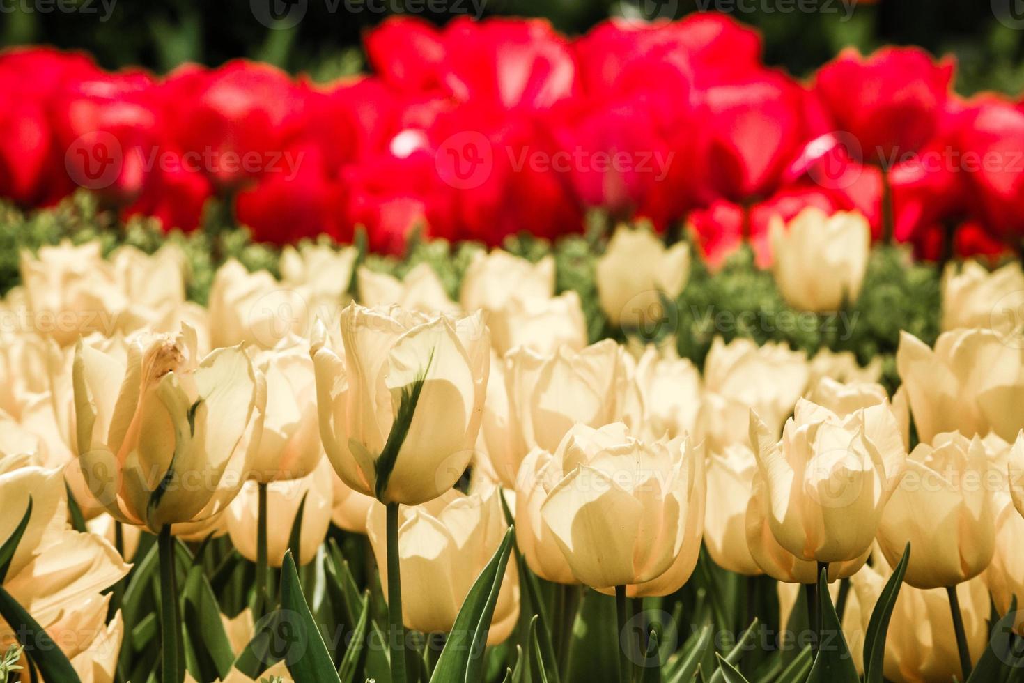 rote und gelbe Tulpen in voller Blüte foto