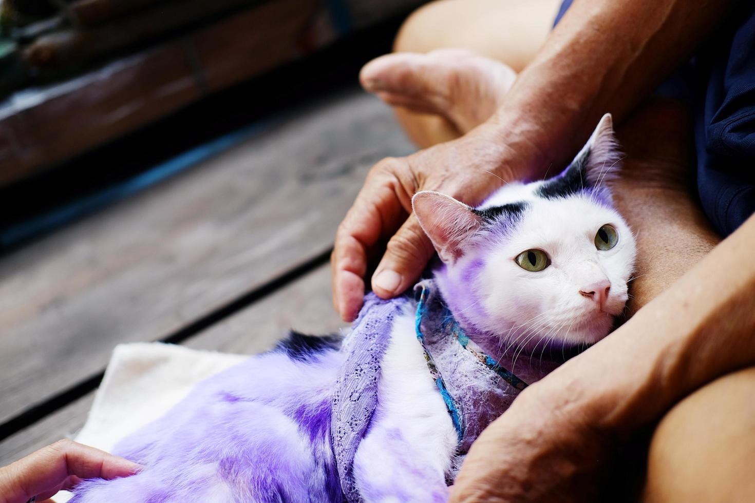Dermatitis und lila Pille für Katzen mit erkrankter Tinea oder Ringelflechte auf Katzenhaut behandeln. foto