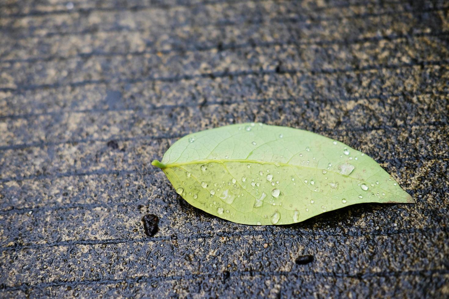 Frische grüne Blätter mit Tauwassertropfen auf nassem Betonboden foto