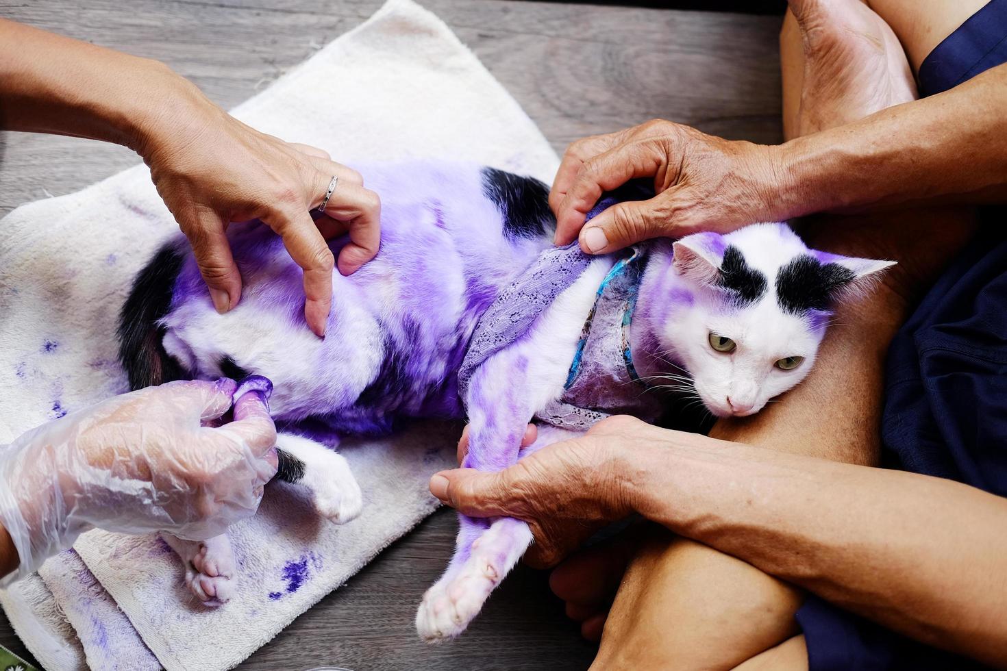 Dermatitis und lila Pille für Katzen mit erkrankter Tinea oder Ringelflechte auf Katzenhaut behandeln. foto