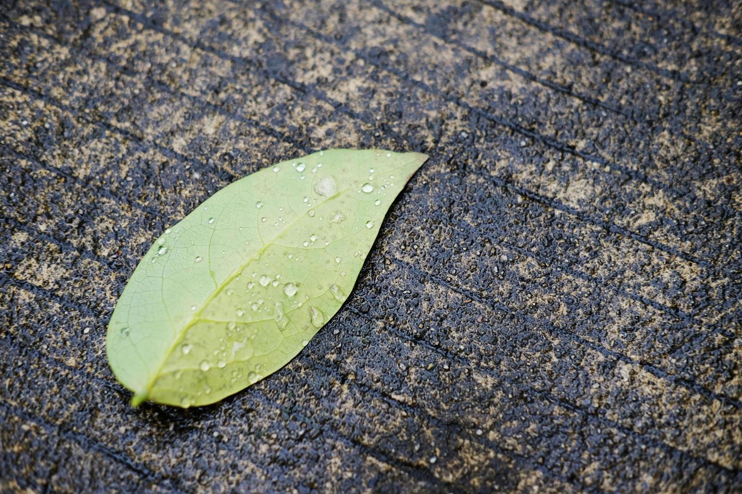 Frische grüne Blätter mit Tauwassertropfen auf nassem Betonboden foto