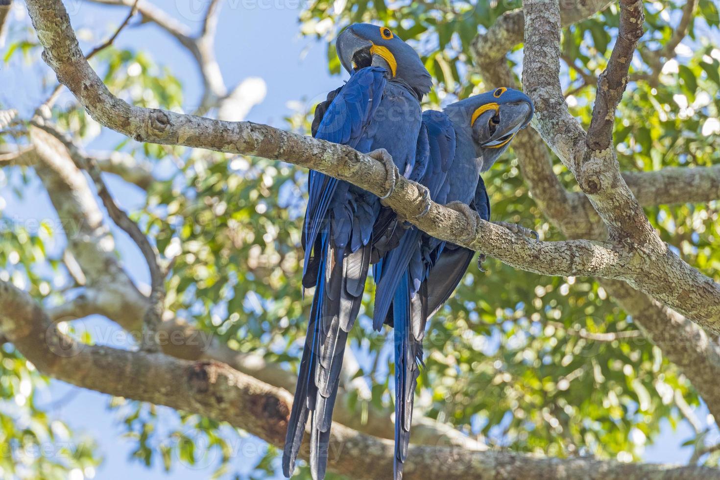 ein Paar Hyazintharas in einem Baum foto