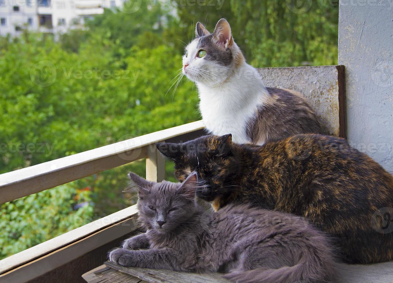 Drei Katzen sitzen zusammen auf dem Balkon foto