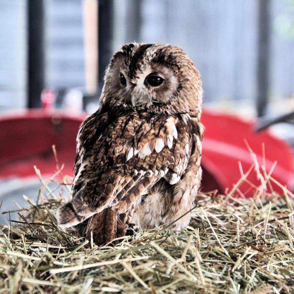 eine Nahaufnahme von einem Waldkauz foto