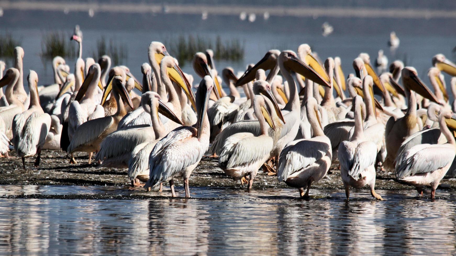 ein blick auf einen pelikan in kenia foto