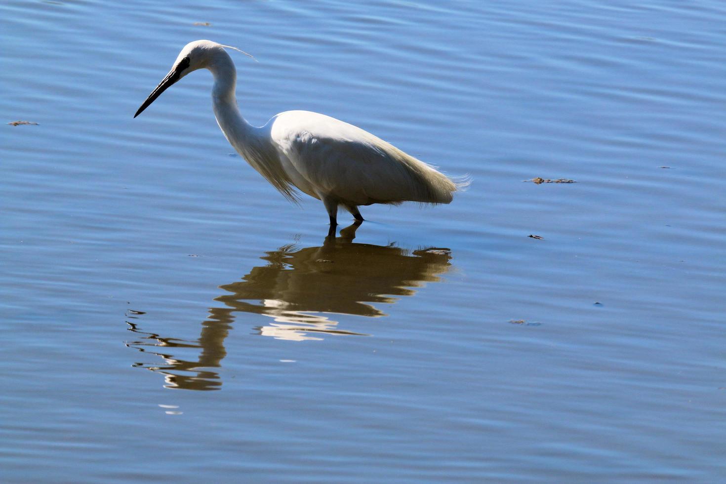 Blick auf einen weißen Ibis foto