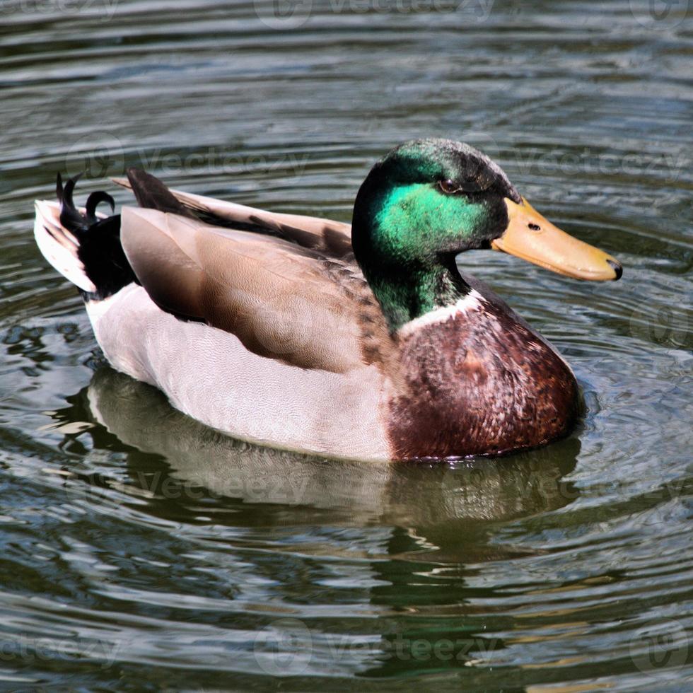 eine Nahaufnahme einer Stockente foto