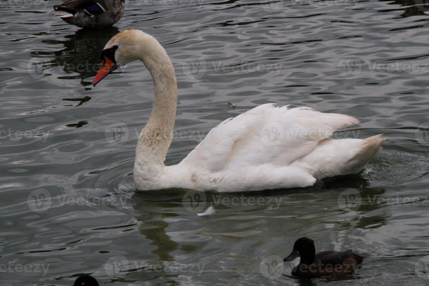 Blick auf einen Höckerschwan foto