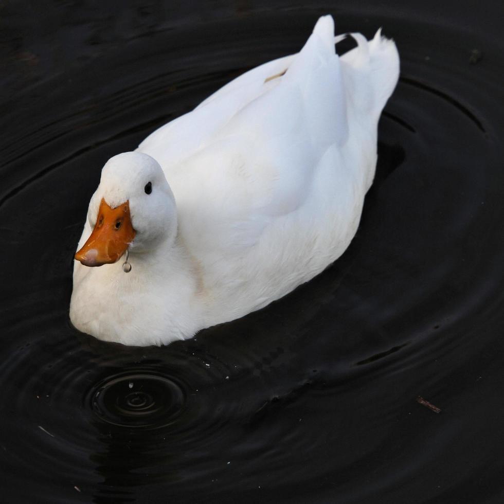 eine Nahaufnahme einer weißen Ente foto