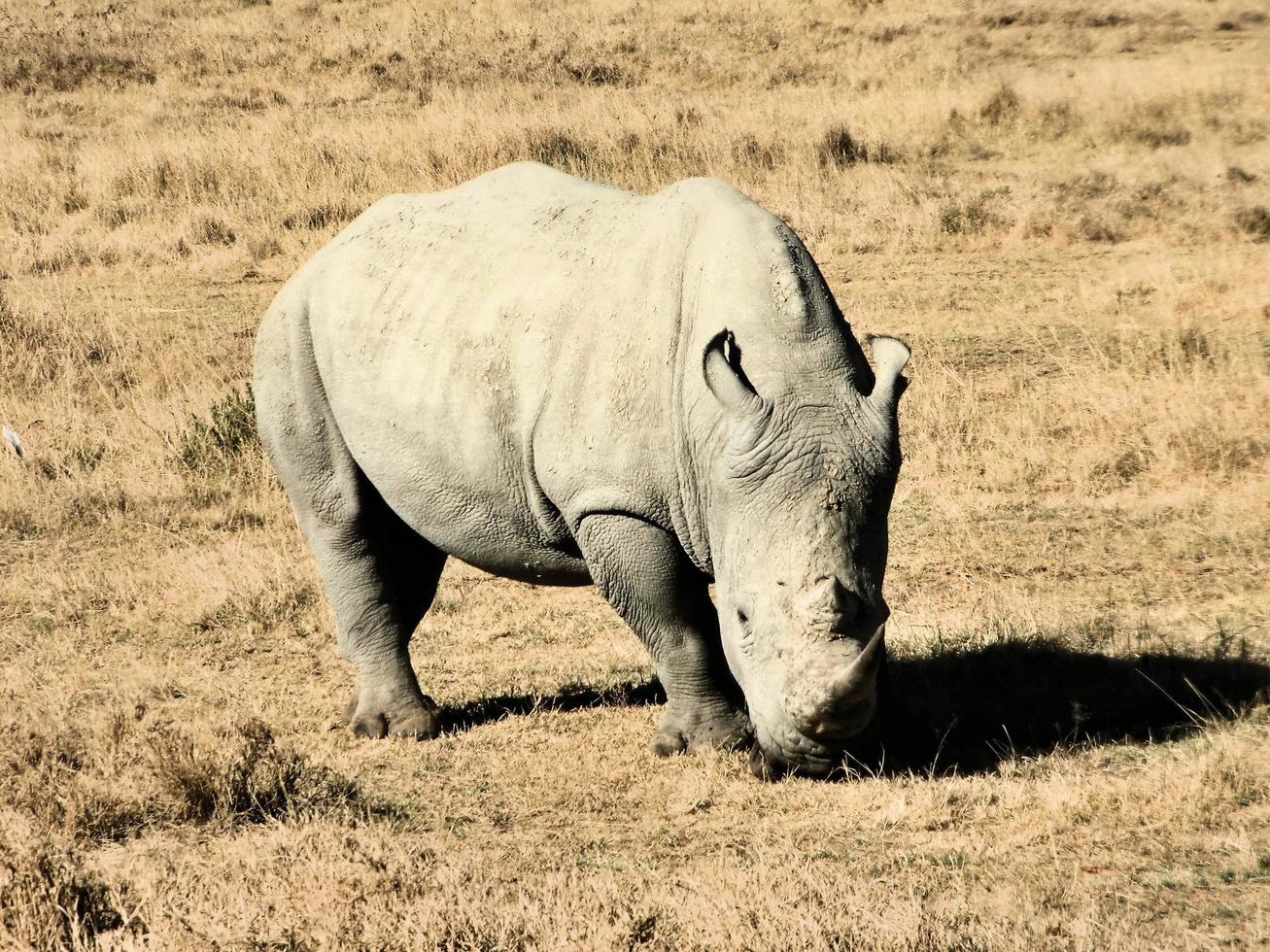 eine Nahaufnahme eines Nashorns foto