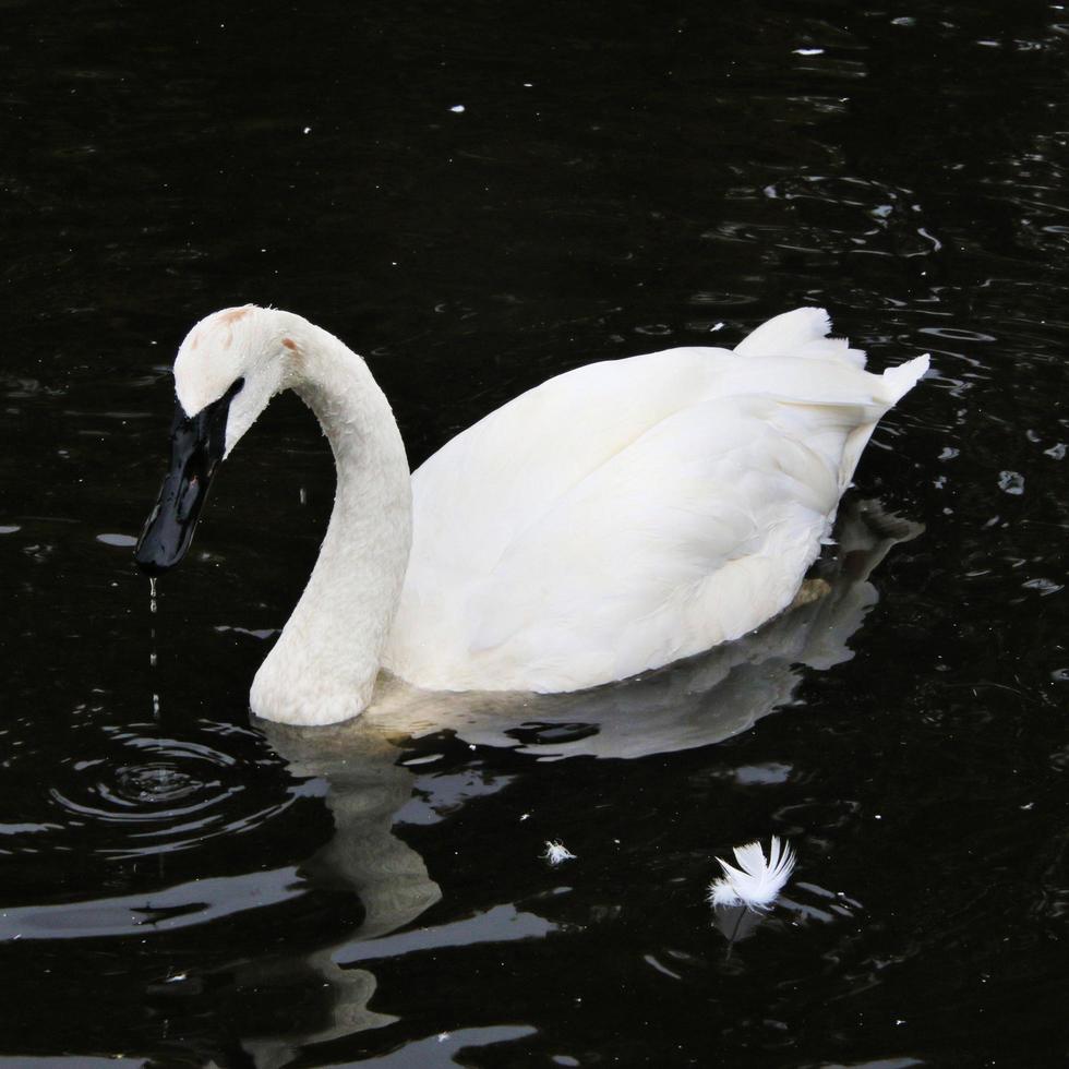 eine Nahaufnahme eines Trompeterschwans auf dem Wasser foto