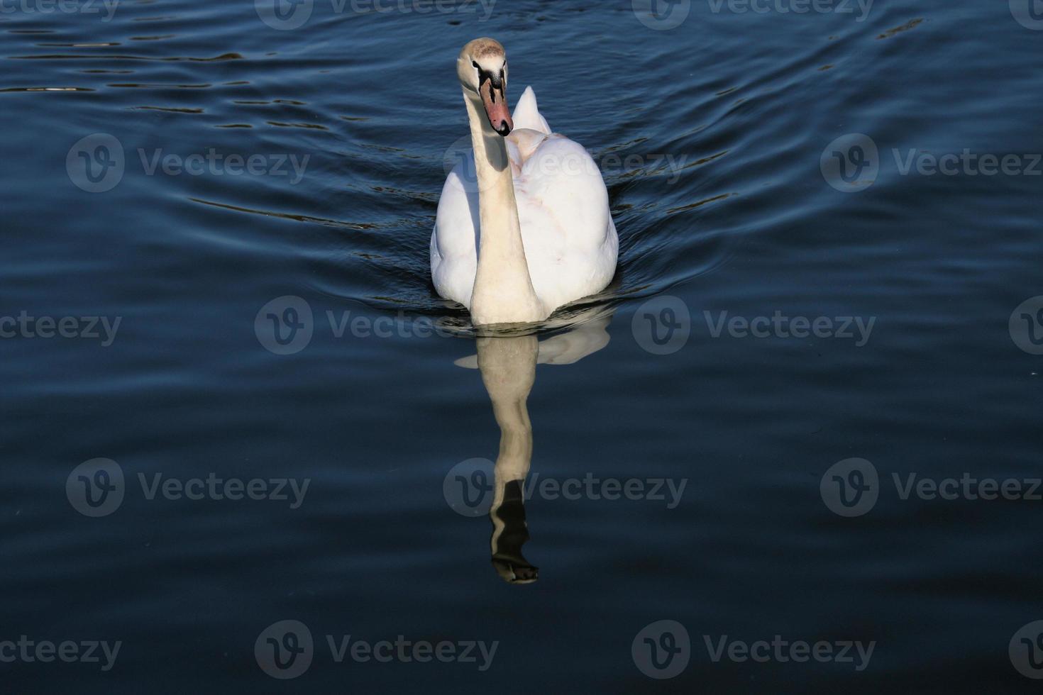 Blick auf einen Höckerschwan foto