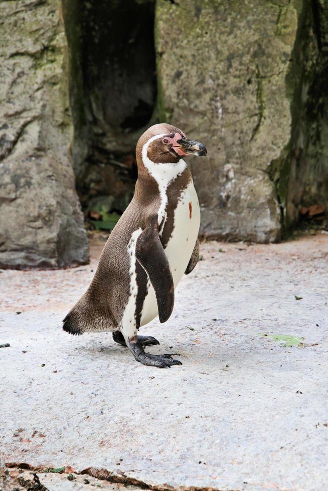 eine Nahaufnahme eines Pinguins foto