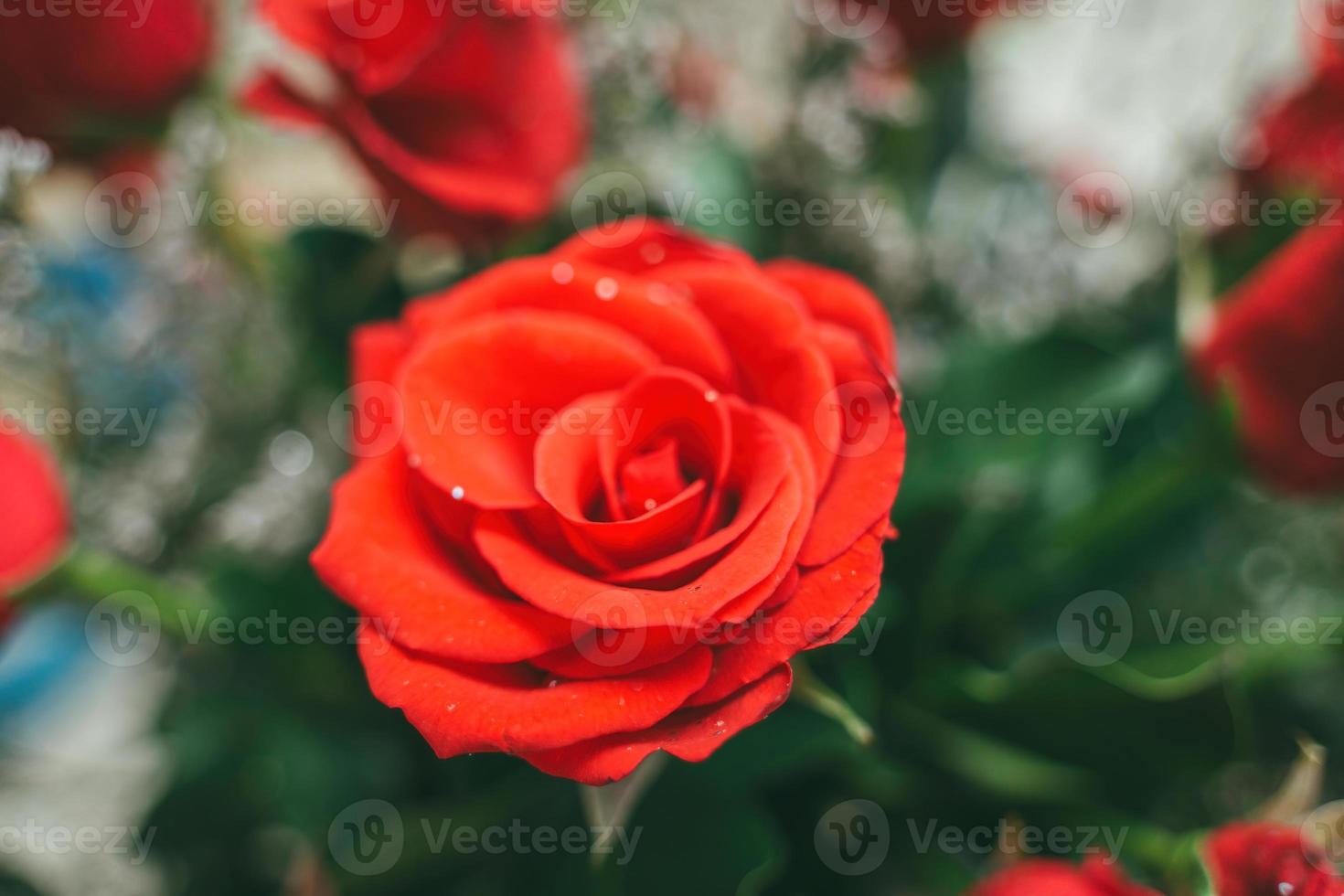 Strauß frischer roter Rosen, heller Blumenhintergrund. Nahaufnahme einer roten Rose mit Wassertropfen. foto