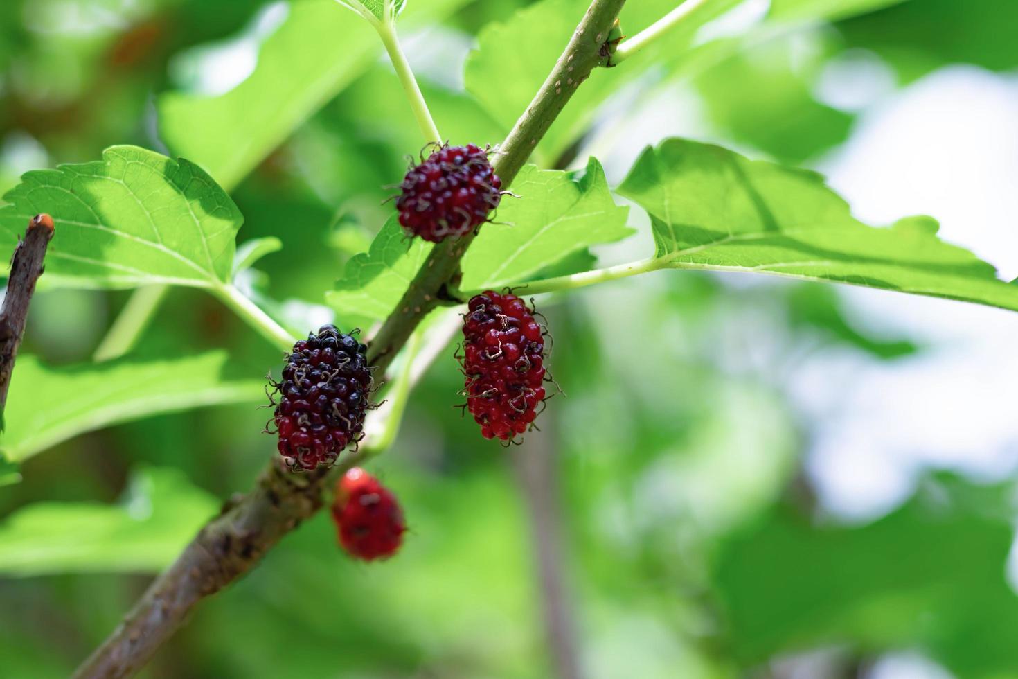 frische Maulbeere vom Baum, reif und unreif am Ast des Baumes. foto