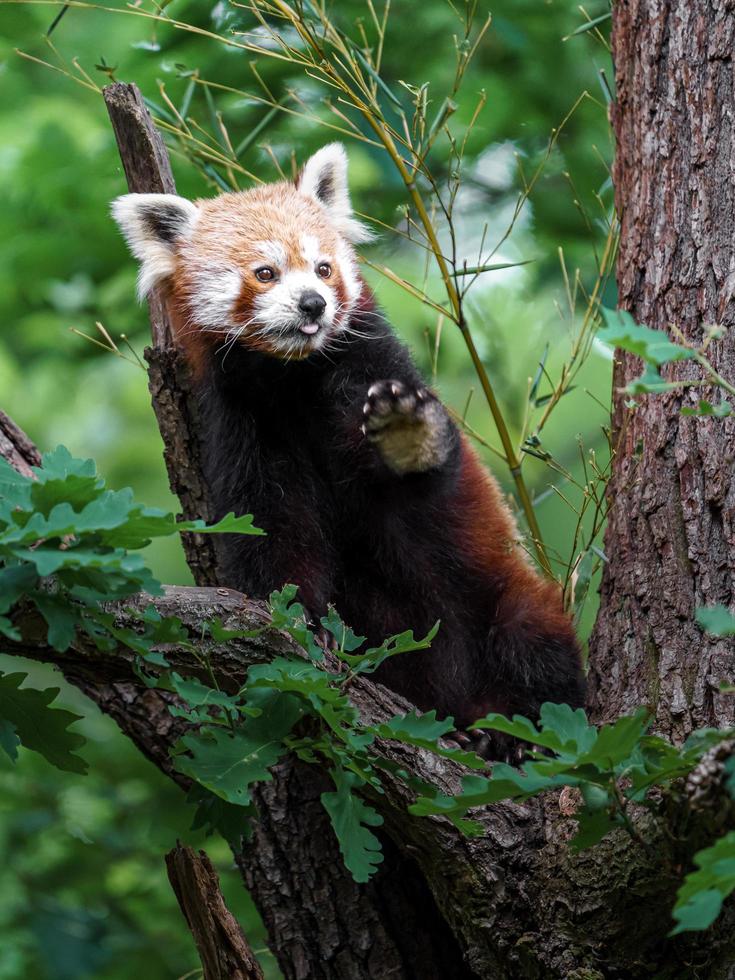 roter Panda auf Baum foto