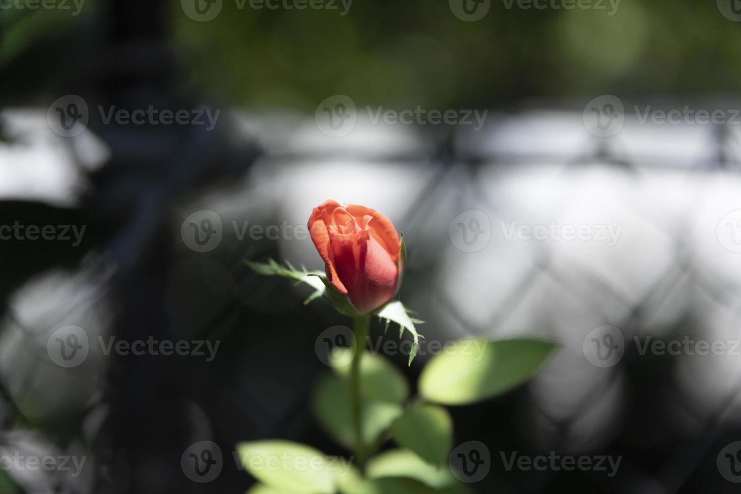 Eine rote Knospe einer Rosenblume öffnet sich und beginnt in den hellen Sonnenstrahlen im Garten zu blühen. foto