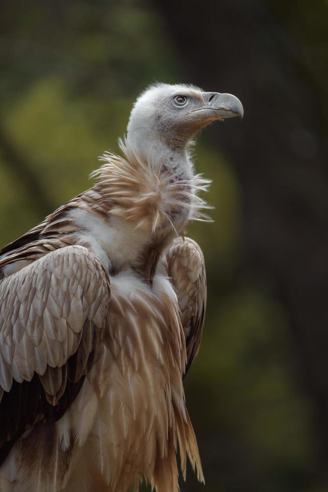 eurasischer greif im zoo foto