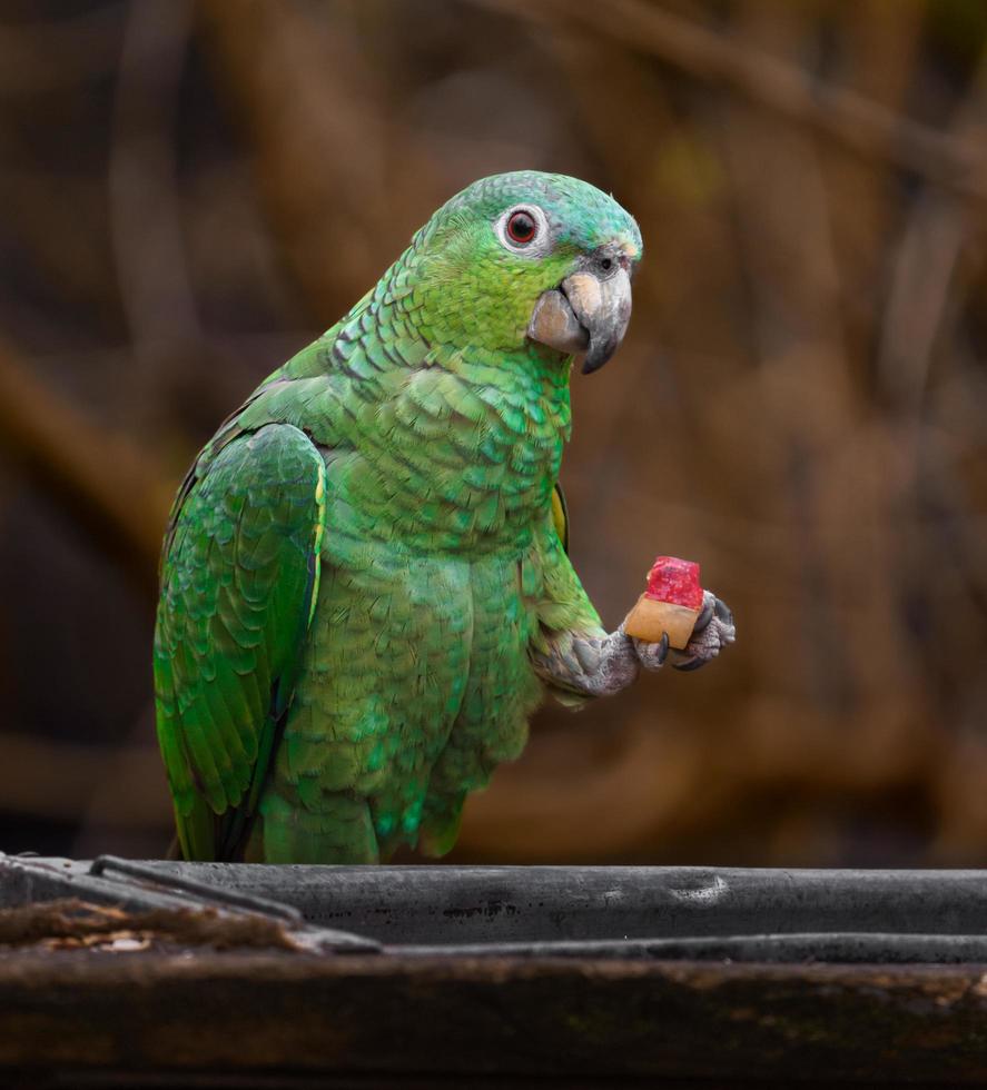 südlicher mehliger Amazonas foto