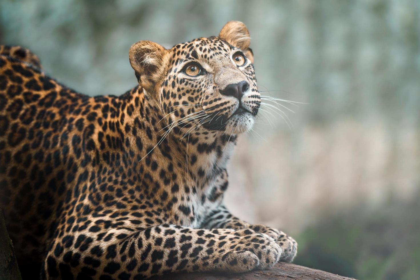 Sri Lanka Leopard foto