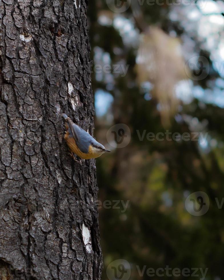 eurasischer kleiber sitta europaea auf eichenbaumstamm im wald foto