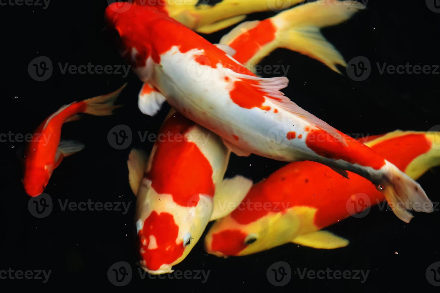 Koi-Fische und Goldfische schwimmen in einem Teich mit Springbrunnen foto