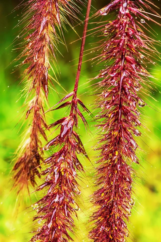 Pennisetum pedicellatum ist eine Art Gras. Die Grasarten sind wichtige Nahrungsquellen für Nutztiere. foto