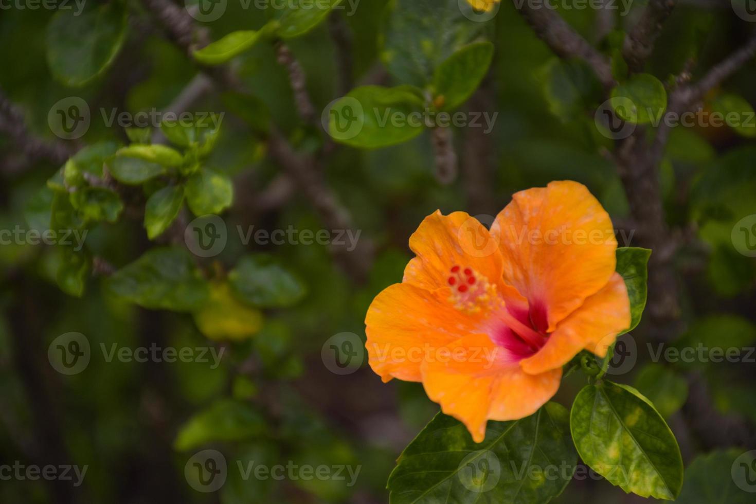 schöne gelb-rot-orange hibiskusblüten im chatuchak park, bangkok, thailand, touristenattraktion und entspannung. foto