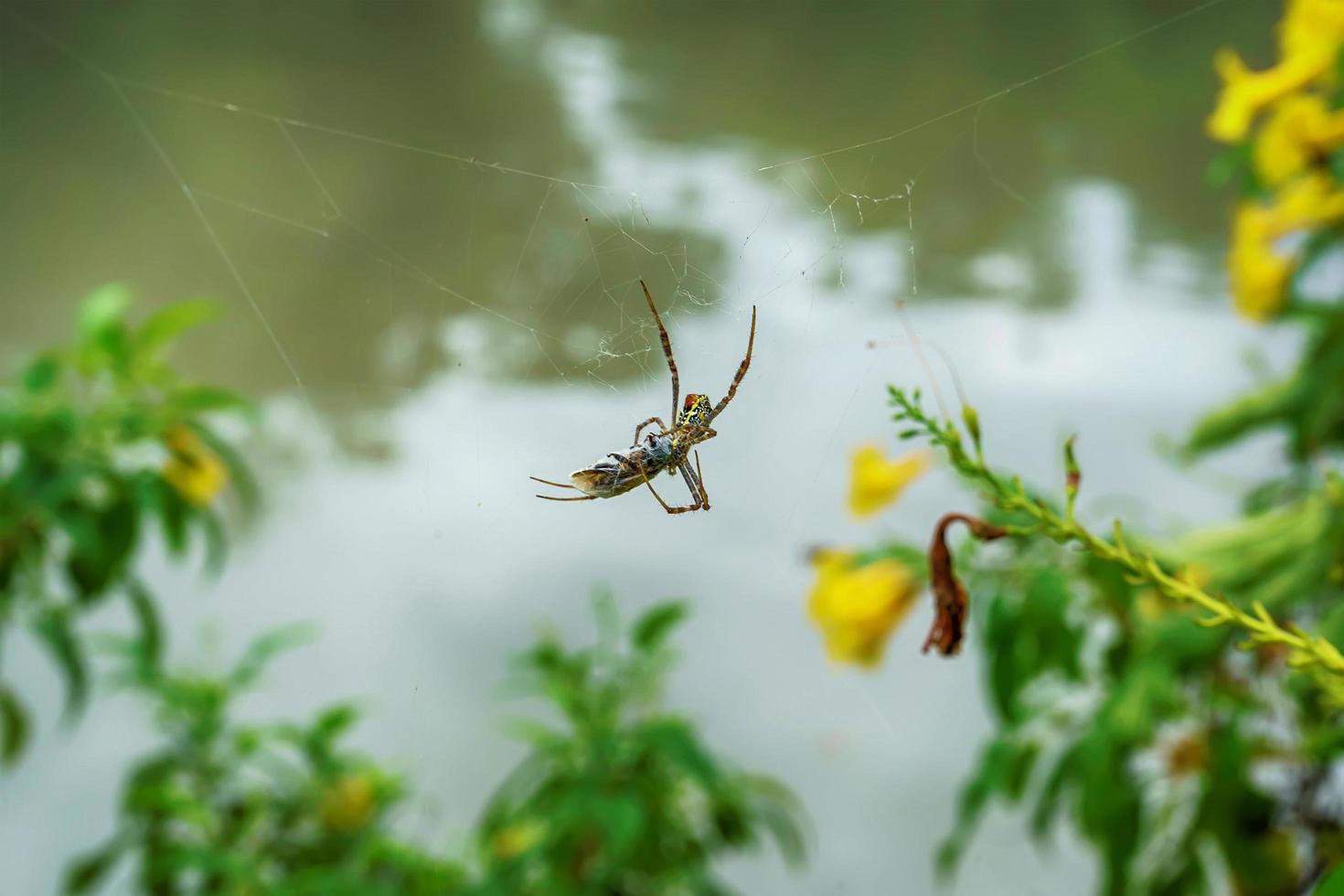 Spinne frisst den Köder foto