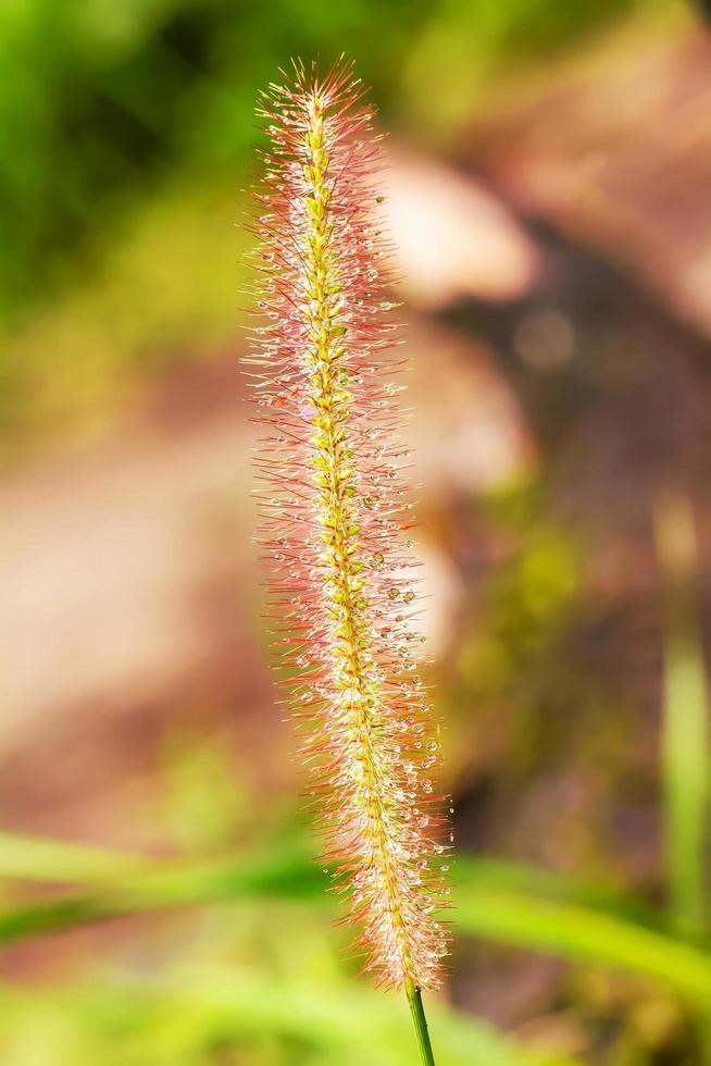 Pennisetum pedicellatum ist eine Art Gras. Die Grasarten sind wichtige Nahrungsquellen für Nutztiere. foto