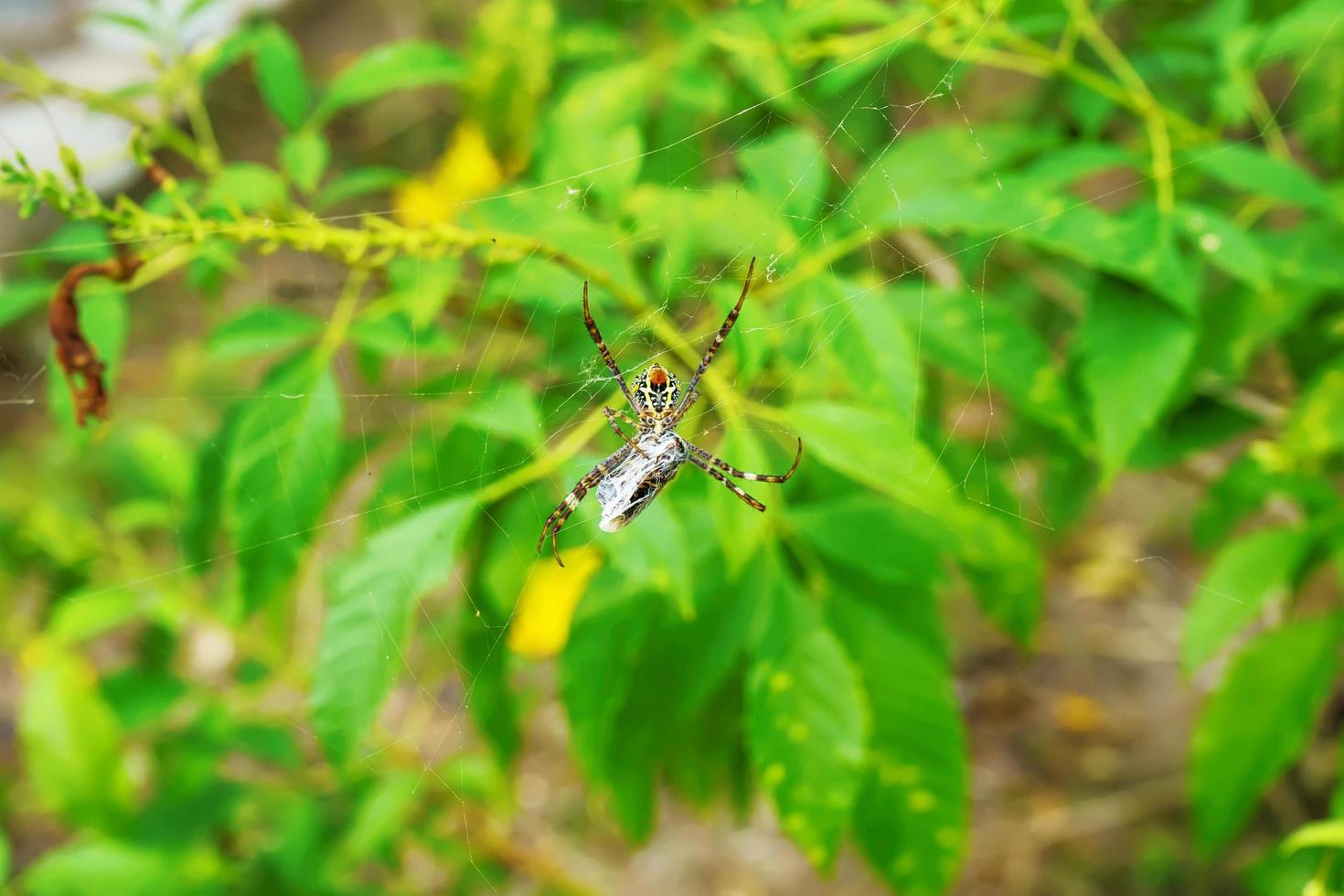 Spinne frisst den Köder foto