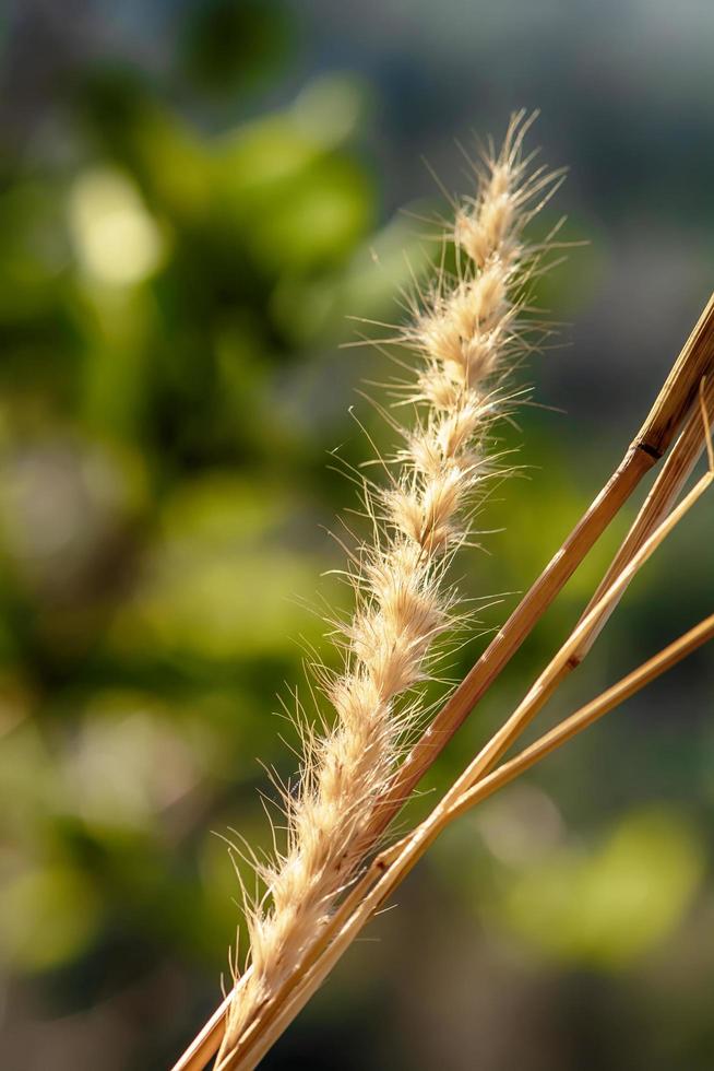 Pennisetum pedicellatum ist eine Art Gras. Die Grasarten sind wichtige Nahrungsquellen für Nutztiere. foto