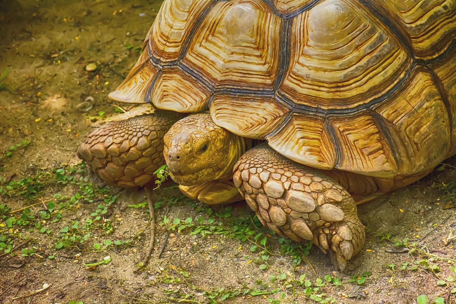 Sulcata-Schildkröte auf dem Sand foto