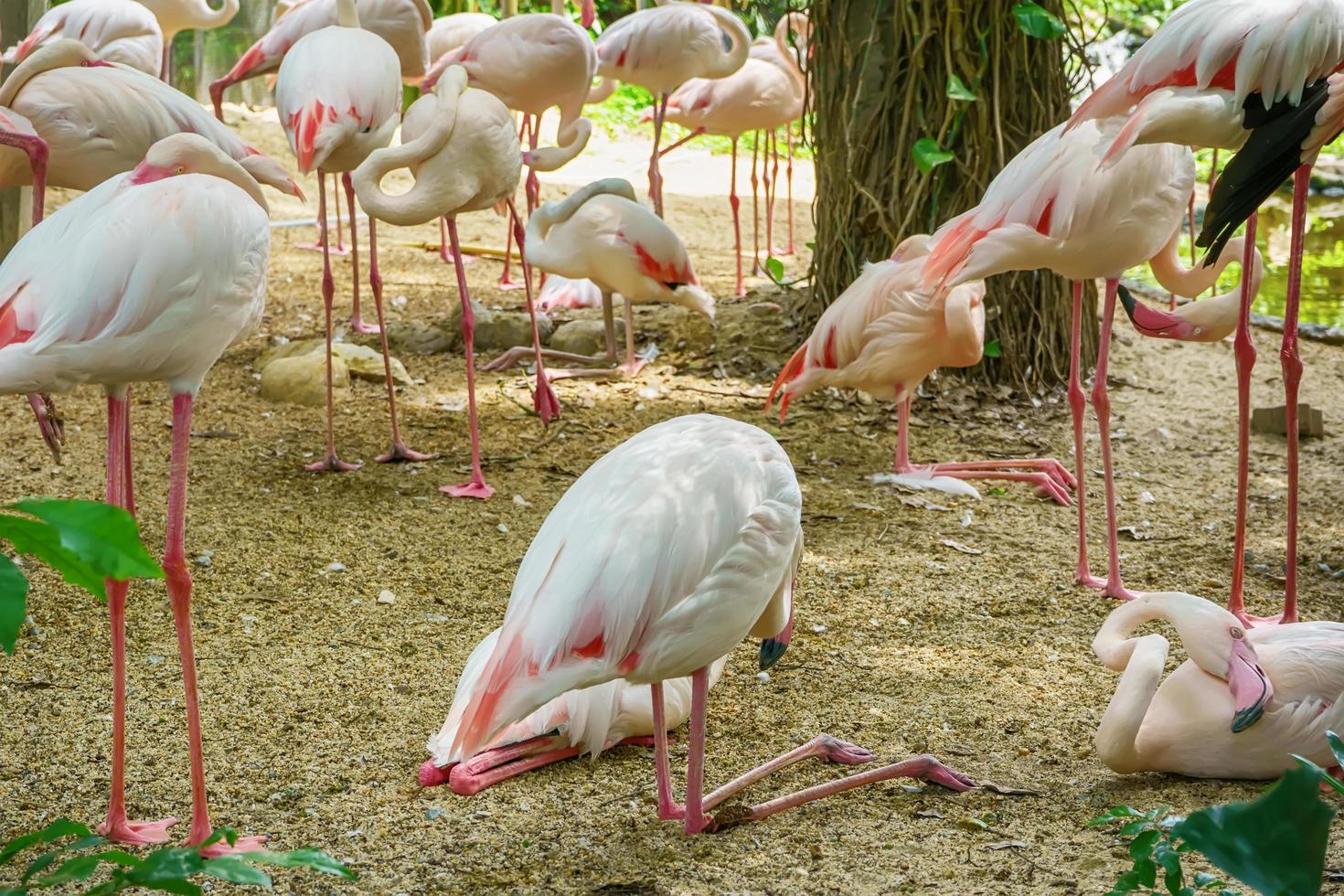 Viele größere Flamingos foto