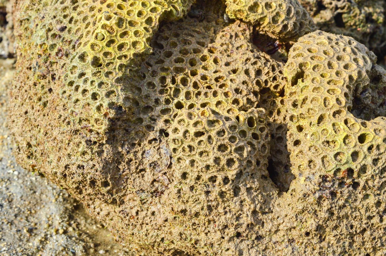 korallenroter nahaufnahmehintergrund. Die Felsen am Strand werden in Nahaufnahme aufgenommen foto