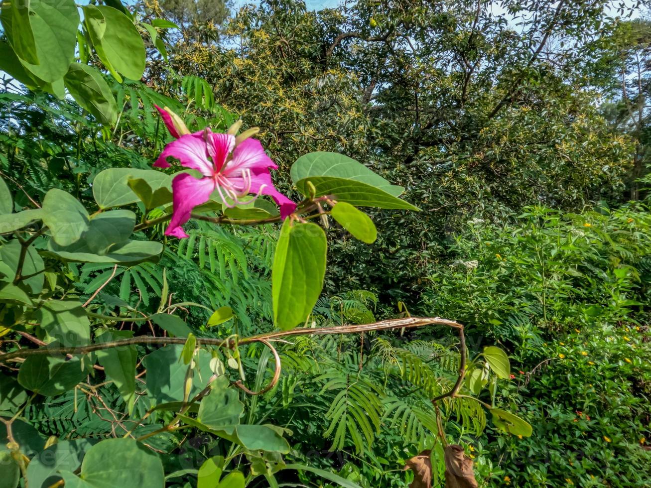 Bauhinia-Pflanze, die in Rot mit frischen grünen Blättern blüht und am Straßenrand wild wächst foto