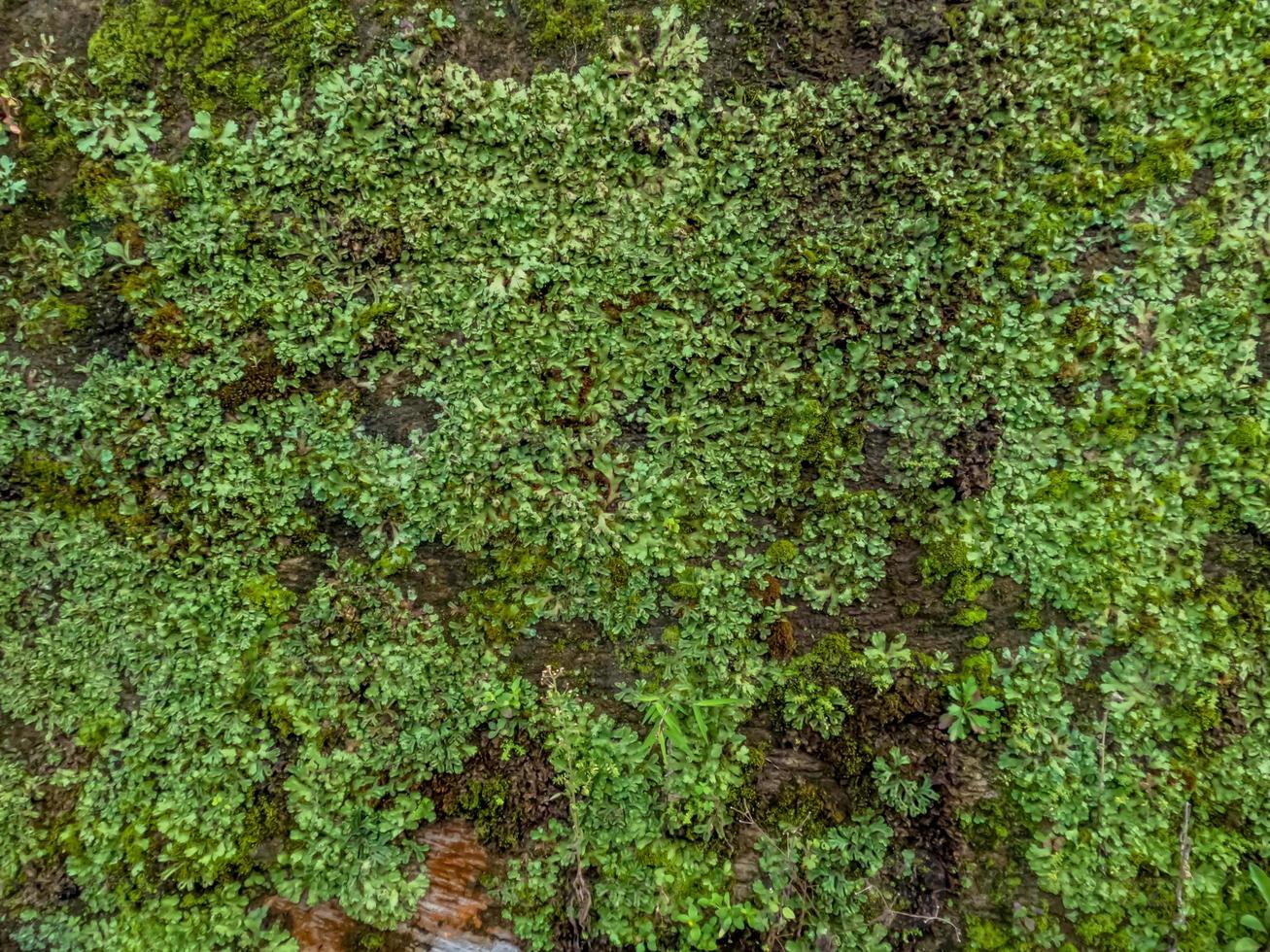 Wände im Garten mit moosbewachsenen Zement- und Natursteinen als Dekoration, um eine natürliche Atmosphäre zu Hause zu präsentieren foto