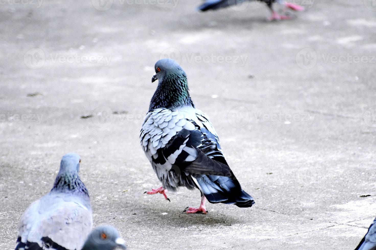 eine Gruppe von Tauben in meinem Boden foto