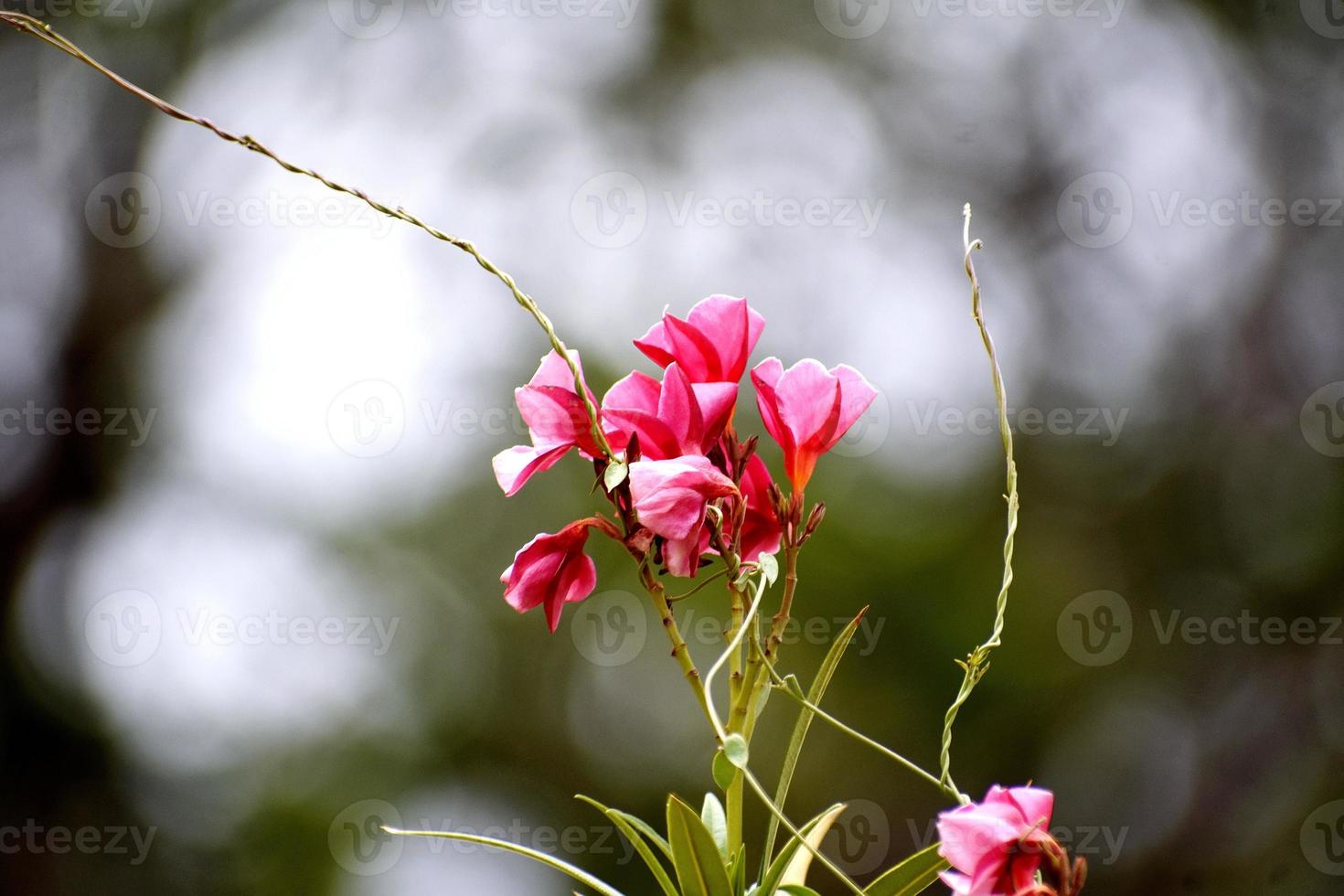 schöne rosa blumen und ihre pflanze foto
