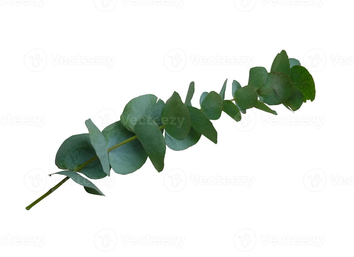 Eukalyptuszweig mit hellgrünen Blättern Nahaufnahme des ausgeschnittenen floralen Objekts auf dem weißen Hintergrund, Dekorelement für jedes Design foto