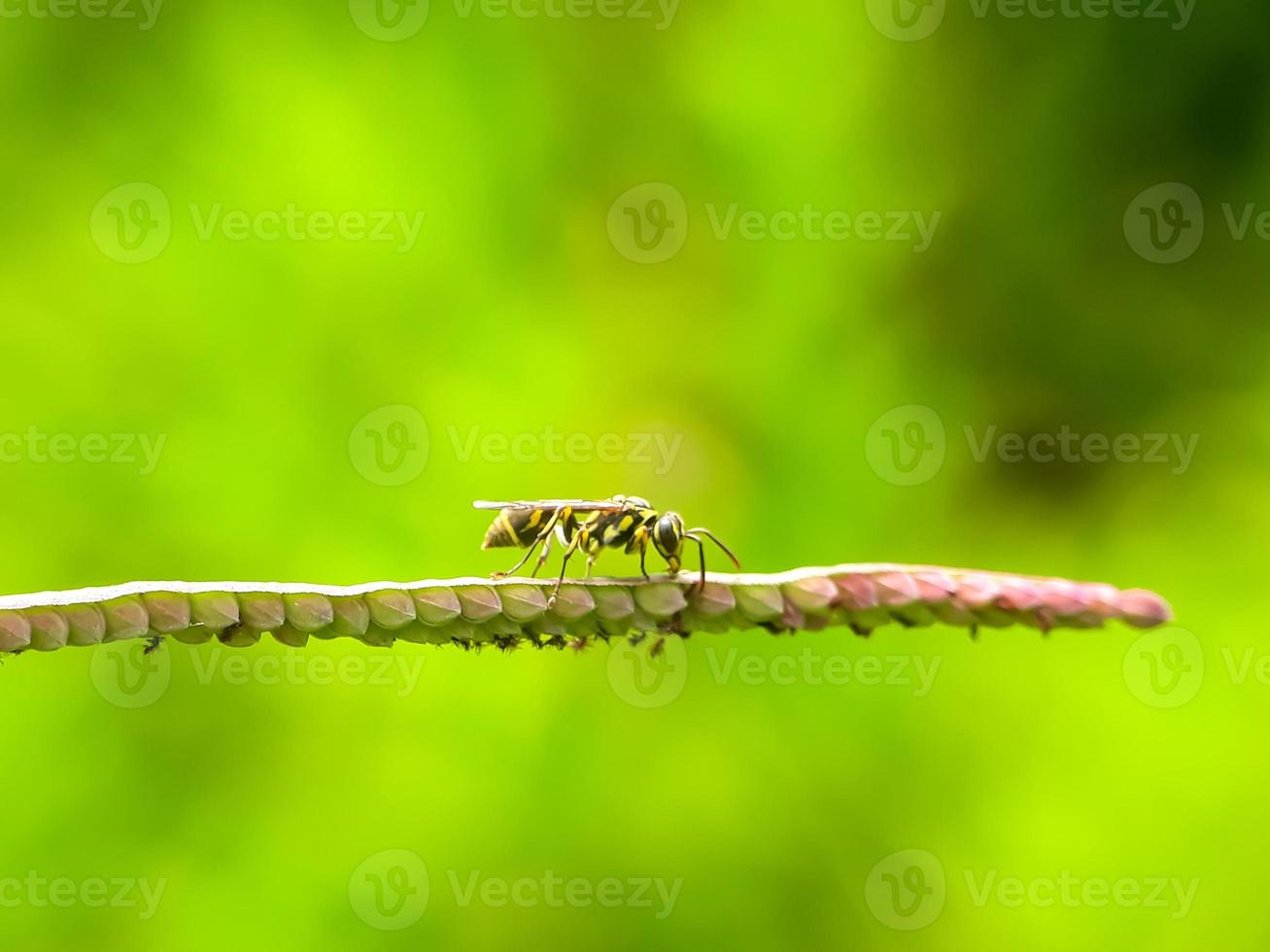 kleine Wiesenbienen mit natürlichem Hintergrund foto