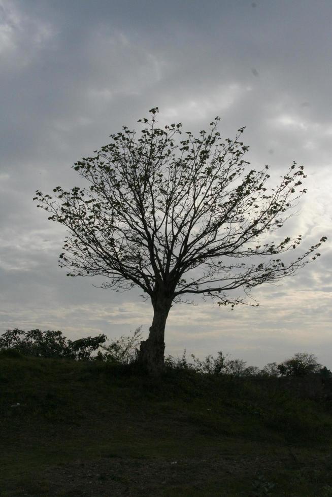 großer Baum allein mit grauem Hintergrund des bewölkten Himmels. foto