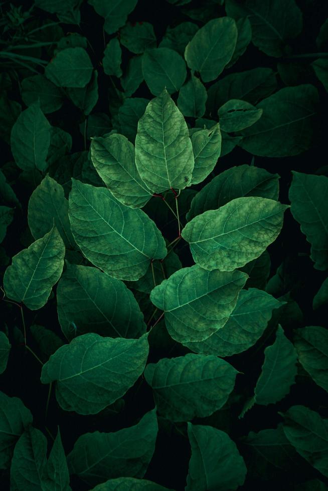 grüne Pflanzenblätter in der Natur im Frühjahr, grüner Hintergrund foto