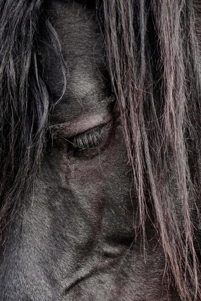 schwarzes Pferdeporträt, Tierthemen foto