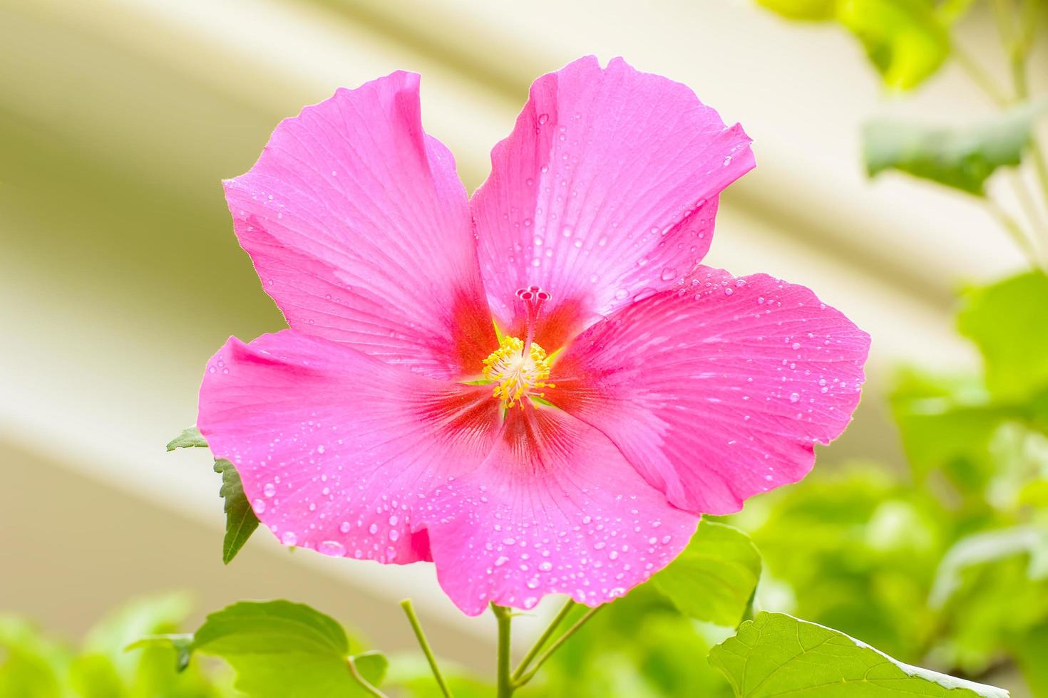 Hibiskus ist eine Gattung von Blütenpflanzen aus der Familie der Malvengewächse, Malvaceae. foto