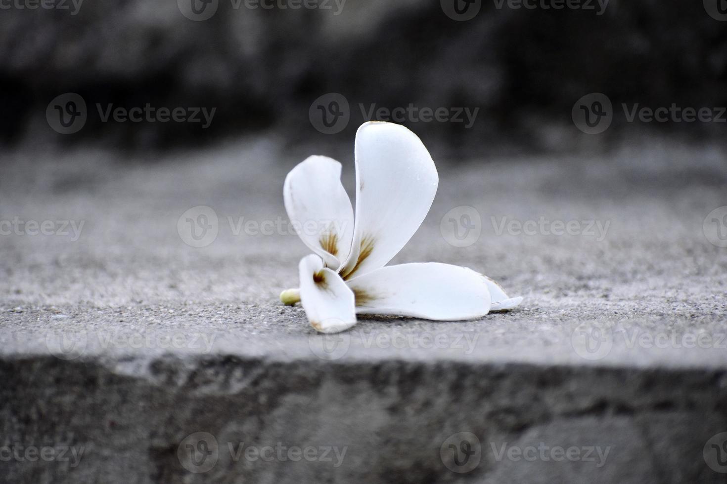 schöner Schnappschuss einer einzelnen Blume foto