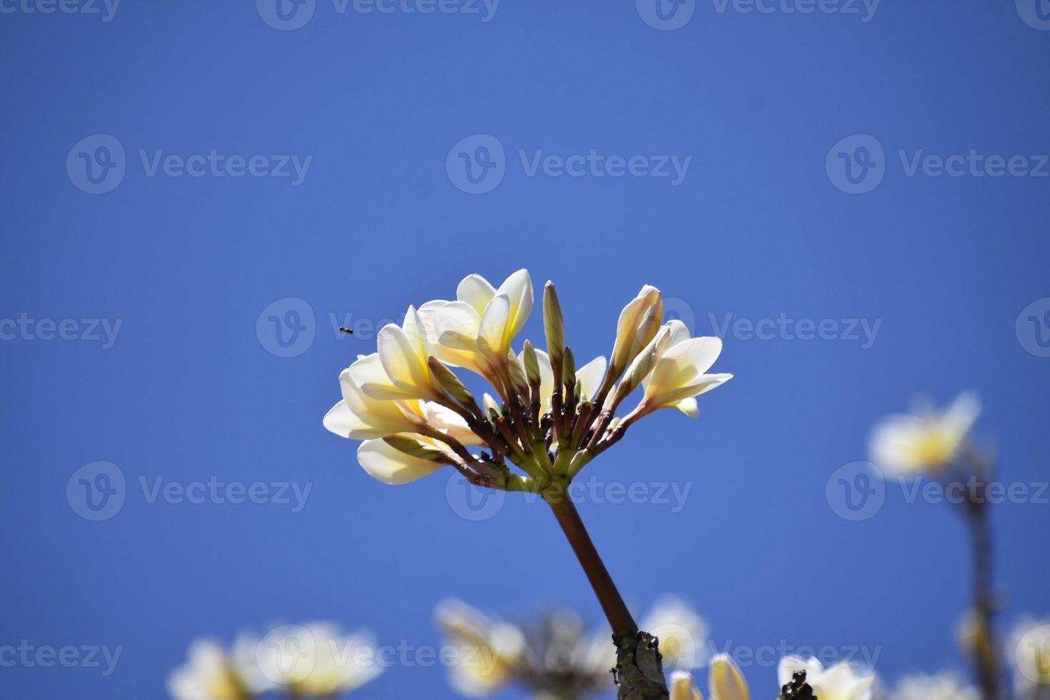 Strauß weißer Blumen gegen den blauen Himmel foto