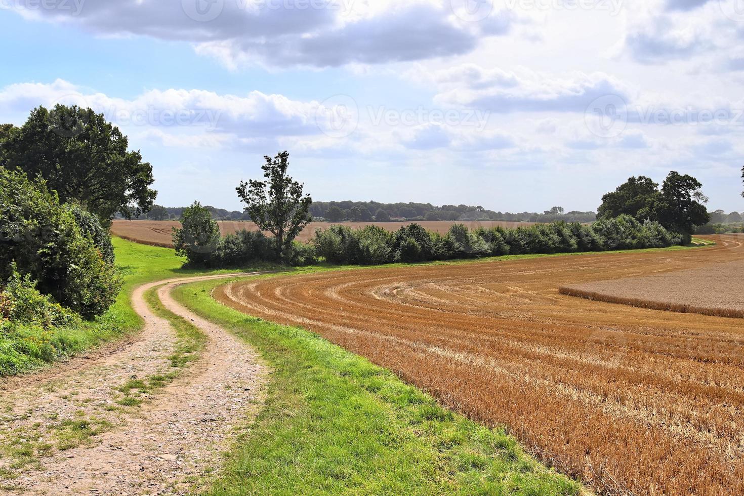 sommerlicher blick auf landwirtschaftliche ernte- und weizenfelder, die zur ernte bereit sind foto